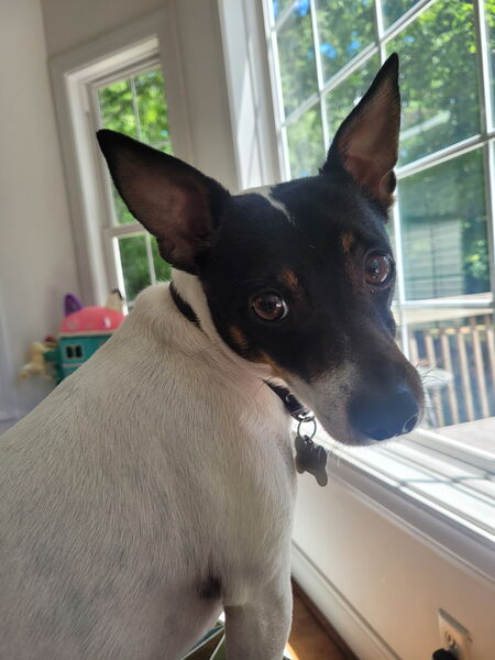 Entry image for Rudy. Clicking this image will show a larger photo