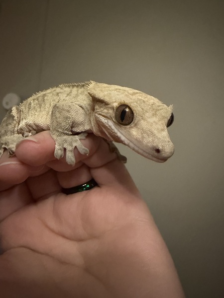 Entry image for BBQ Bunger. Clicking this image will show a larger photo