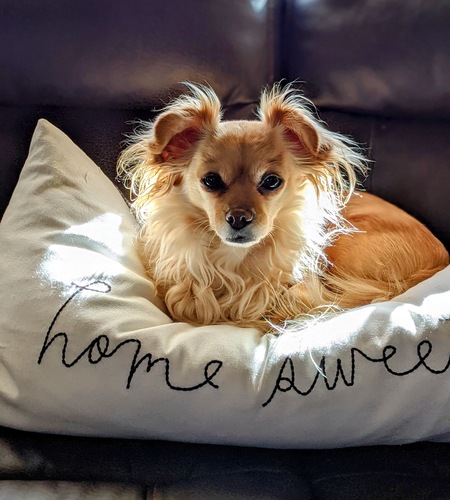 Entry image for Sweetie. Clicking this image will show a larger photo