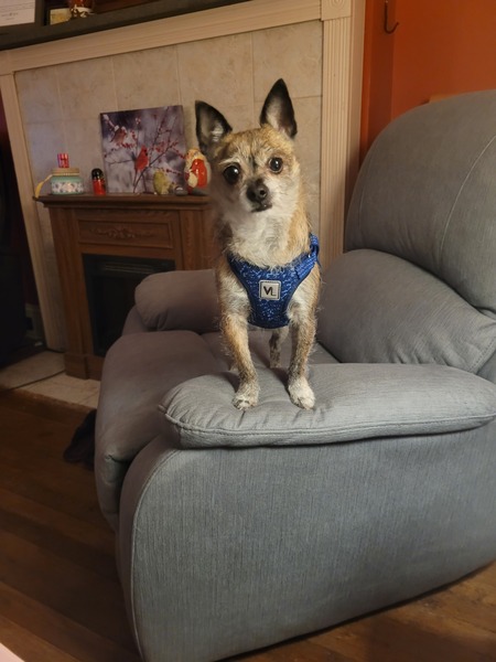 Entry image for Peanut. Clicking this image will show a larger photo