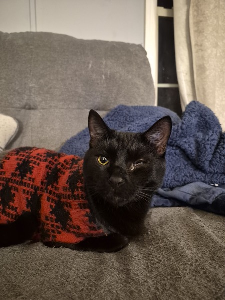 Entry image for Louie. Clicking this image will show a larger photo