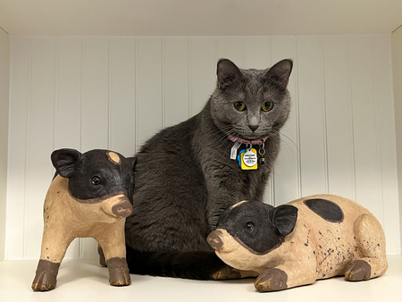 Entry image for Anna (Previously "Linda"). Clicking this image will show a larger photo