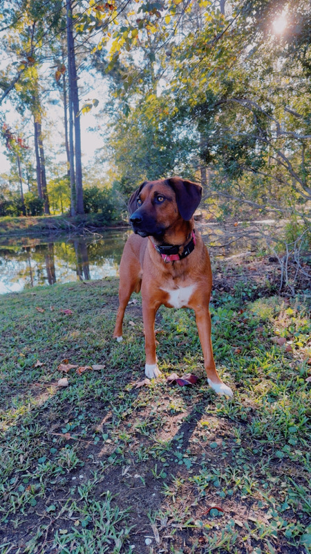 Entry image for  Ruby. Clicking this image will show a larger photo