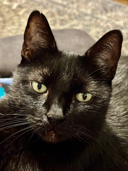 Entry image for Chloe . Clicking this image will show a larger photo