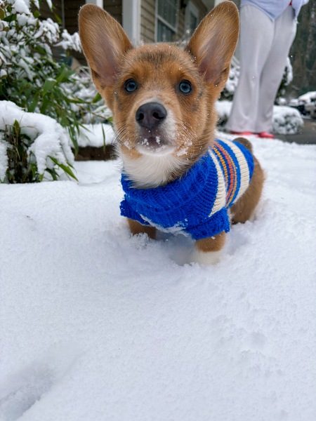 Entry image for Winston . Clicking this image will show a larger photo