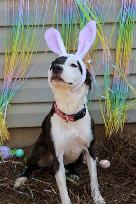 Entry image for Darla. Clicking this image will show a larger photo