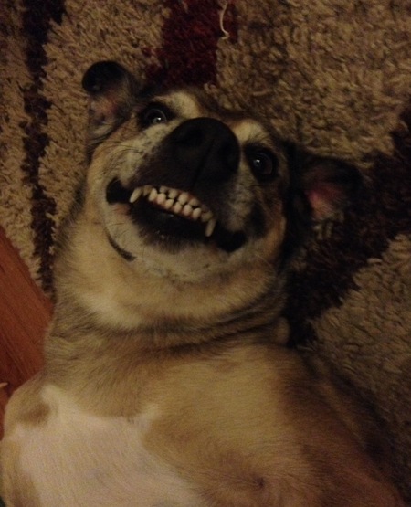 Entry image for Daisy. Clicking this image will show a larger photo