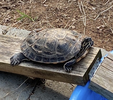 Entry image for Myrtle. Clicking this image will show a larger photo