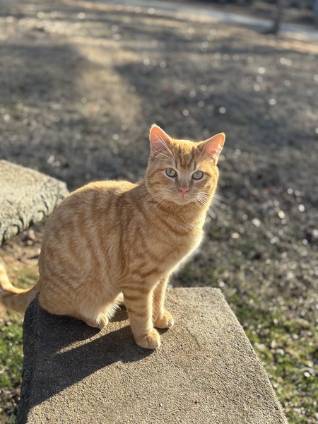 Entry image for Rusty. Clicking this image will show a larger photo