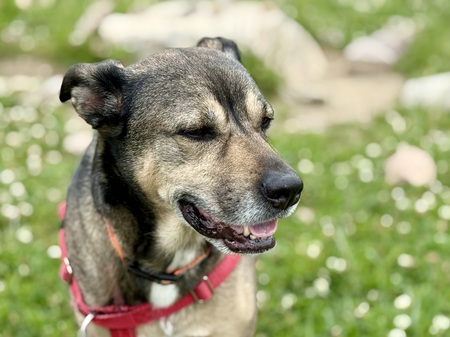 Entry image for Obi. Clicking this image will show a larger photo