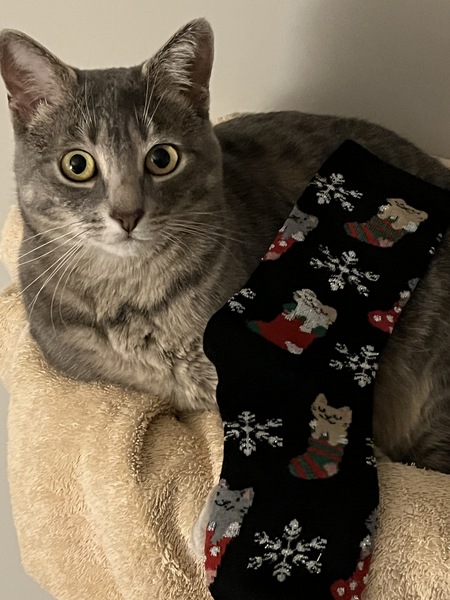 Entry image for Sasha. Clicking this image will show a larger photo