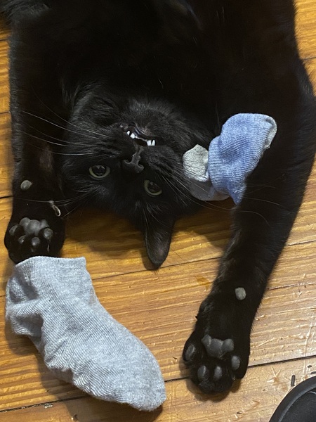 Entry image for Lucy. Clicking this image will show a larger photo