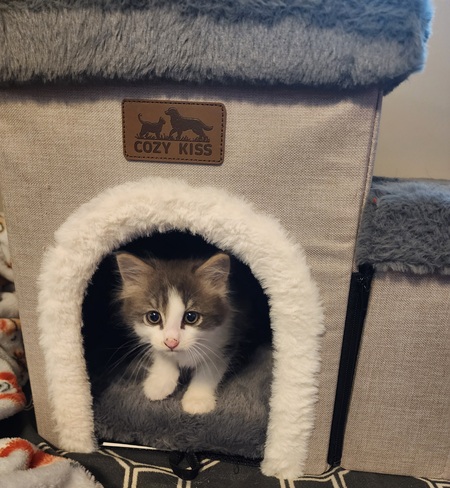 Entry image for Nugget. Clicking this image will show a larger photo