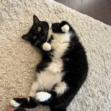 Entry image for Fiddle 