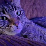 Entry image for Tessy