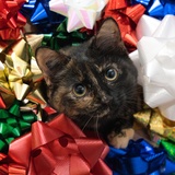 Entry image for Poppy