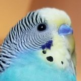 Entry image for Milo