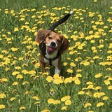 Entry image for Gypsy Blue