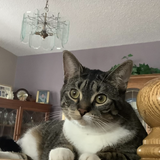 Entry image for Laura Lavender