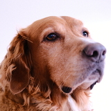 Entry image for Buddy 