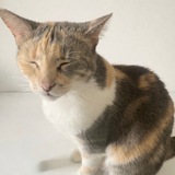 Entry image for Cheese