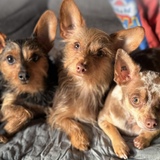 Entry image for Kingston,Brixton & Piper