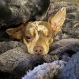 Entry image for Piper