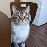 Entry image for Siris