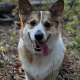 Entry image for Winston 