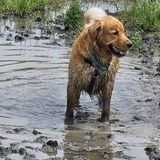 Entry image for Bomber