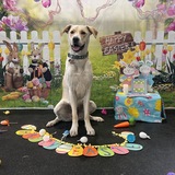 Entry image for Goose 