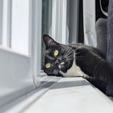 Entry image for Moustache