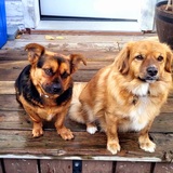 Entry image for Chop & Buttercup 