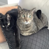 Entry image for Pumpkin and Jasper