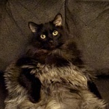 Entry image for Gypsy