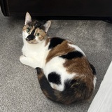 Entry image for Peanut