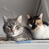 Entry image for Pennie & Peanut