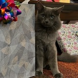 Entry image for Goose