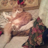 Entry image for Seamus