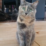 Entry image for Milkshakes