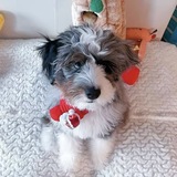 Entry image for NanNan