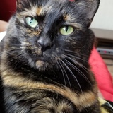 Entry image for Chaplin