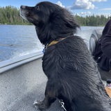 Entry image for Gordie