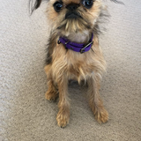 Entry image for Remi