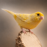 Entry image for Kevin 