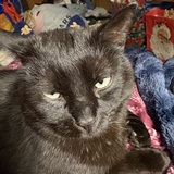 Entry image for Flynn