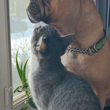 Entry image for Johnny & Cash