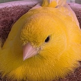 Entry image for Tweety