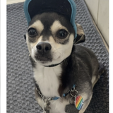 Entry image for Shadow