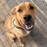 Entry image for Buck